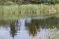 fuldb-skovby-2008-vand-003-
