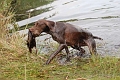 fuldb-skovby-2008-vand-dess