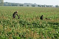 IMG_2803