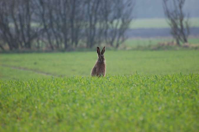 Hold 2 Give hare UDEN hund 25_ 04.04.09..jpg