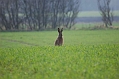Hold 2 Give hare UDEN hund 25_ 04.04.09.