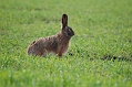 Hold 2 Give hare hele vejen uden hund 27_04.04.09.