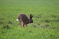 Hold 2 Give hare stadig uden hund 26_ 04.04.09.