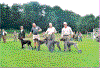 Brugshundeklasse_taever.gif (57006 byte)