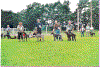 Unghundeklasse_taever.gif (58679 byte)