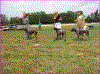 AabenklasseTaever.gif (66103 byte)