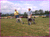 BIR.gif (60550 byte)