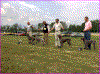 BrugshundeklasseTaever.gif (62864 byte)